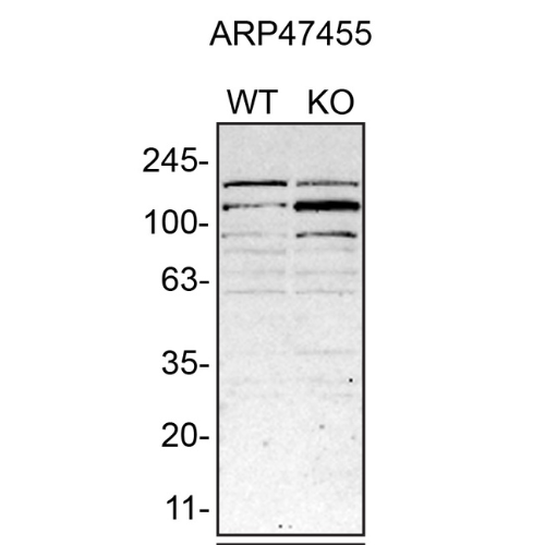 WB Image