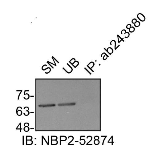 IP Image