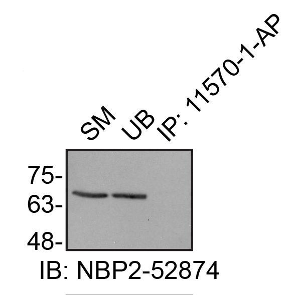 IP Image