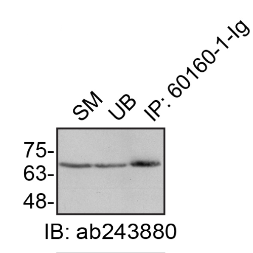 IP Image