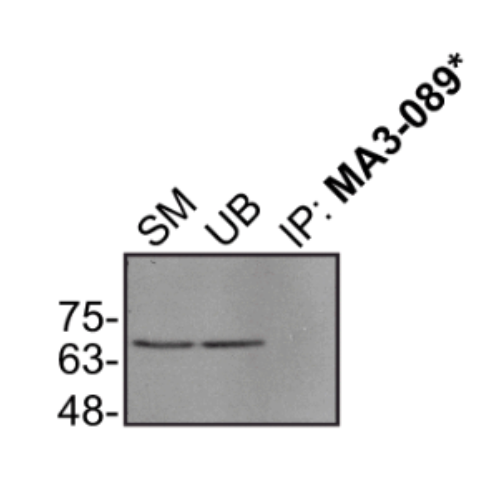 IP Image