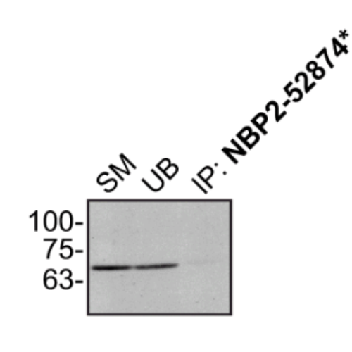 IP Image