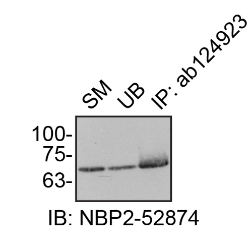IP Image