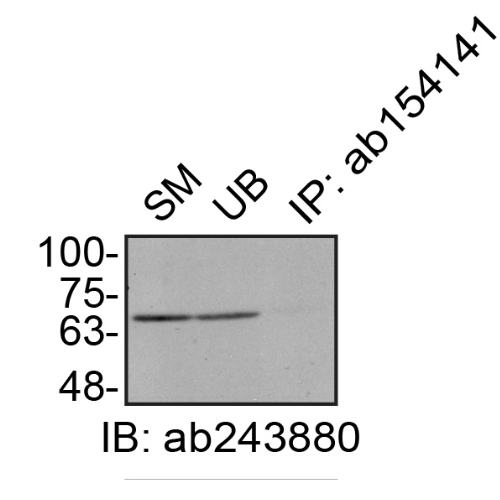 IP Image