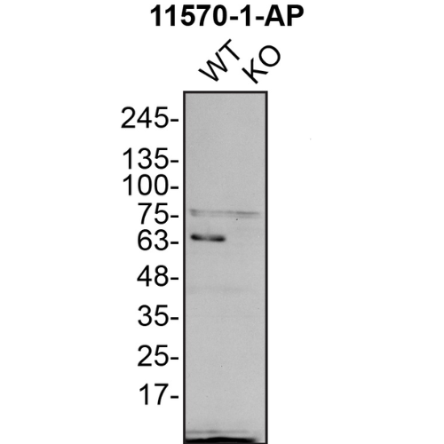 WB Image