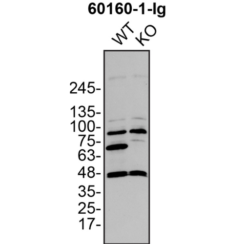 WB Image