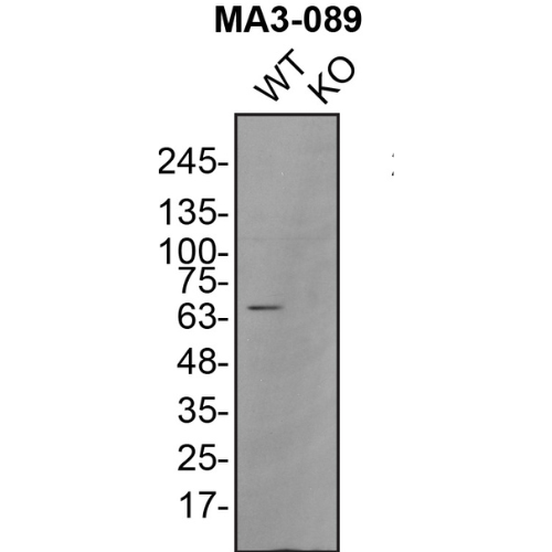 WB Image
