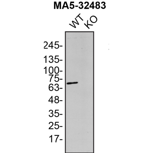 WB Image