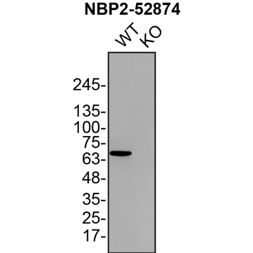 WB Image