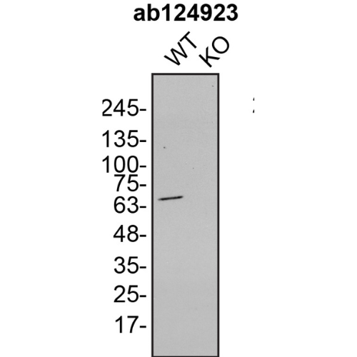 WB Image