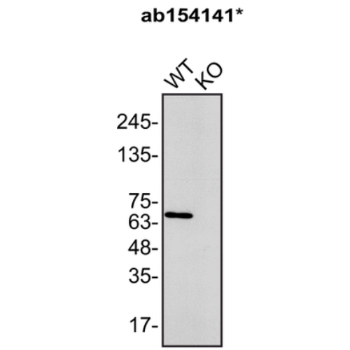 WB Image