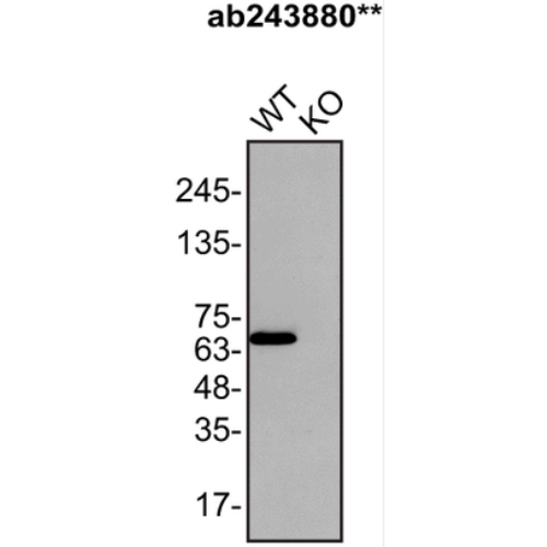 WB Image