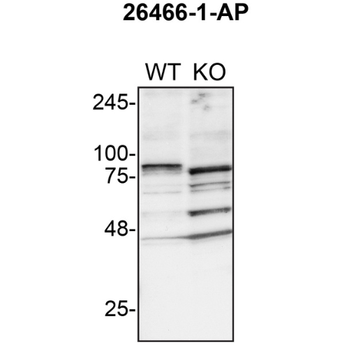 WB Image