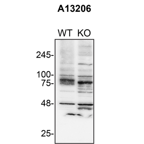 WB Image