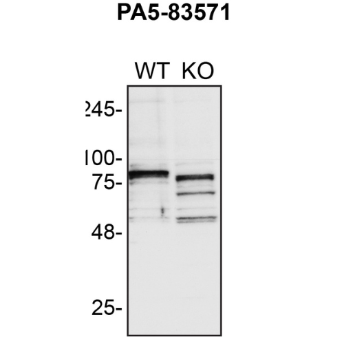 WB Image