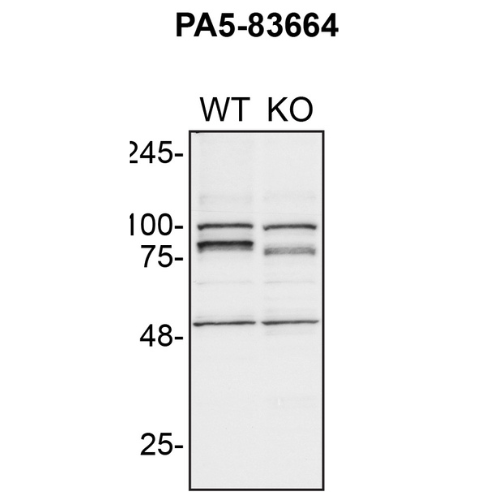 WB Image