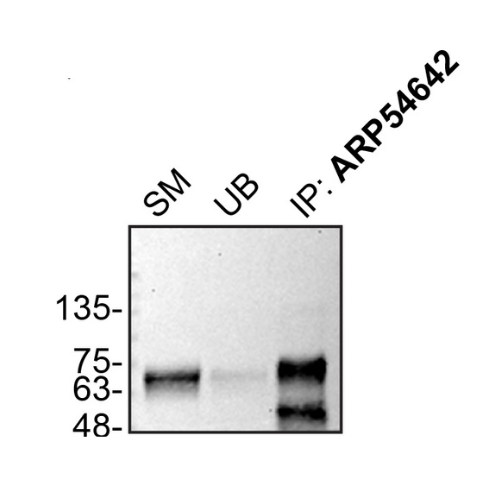IP Image