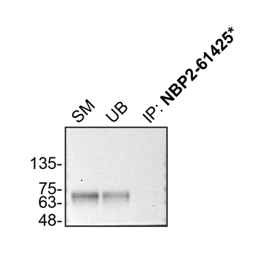 IP Image