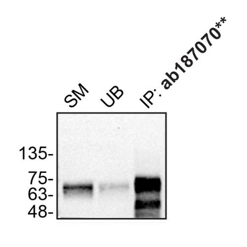 IP Image