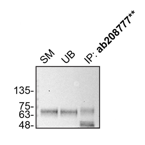 IP Image