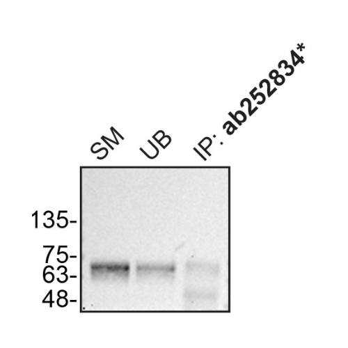 IP Image
