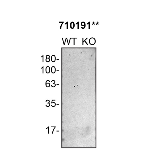 WB Image