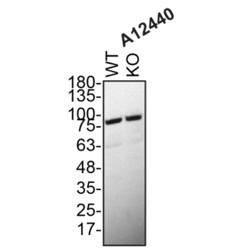 WB Image