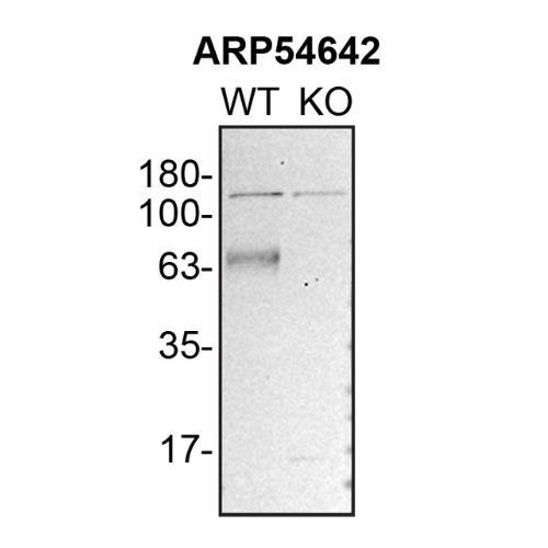 WB Image