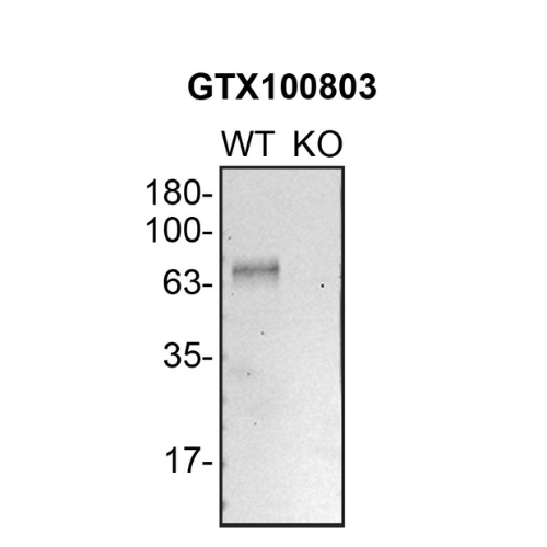 WB Image