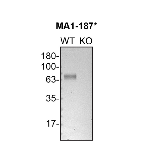 WB Image
