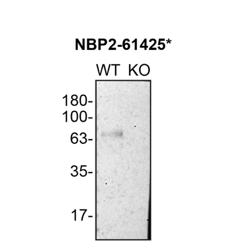 WB Image