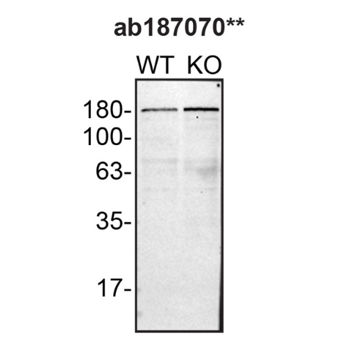 WB Image