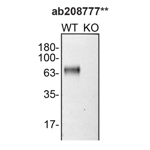 WB Image