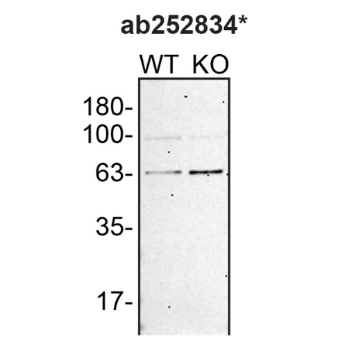 WB Image