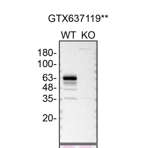 WB Image