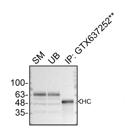 IP Image