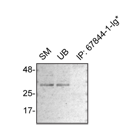 IP Image