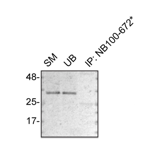 IP Image