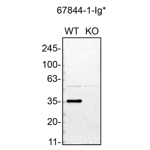 WB Image