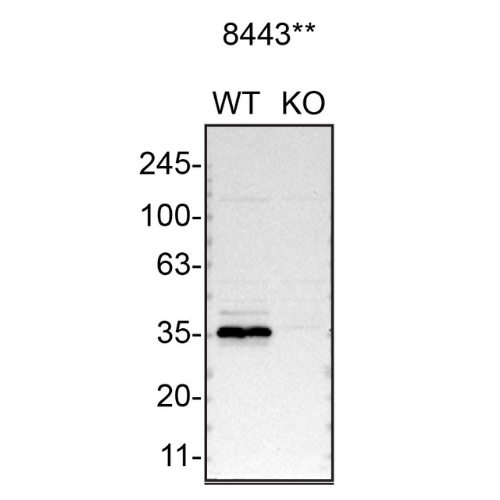 WB Image