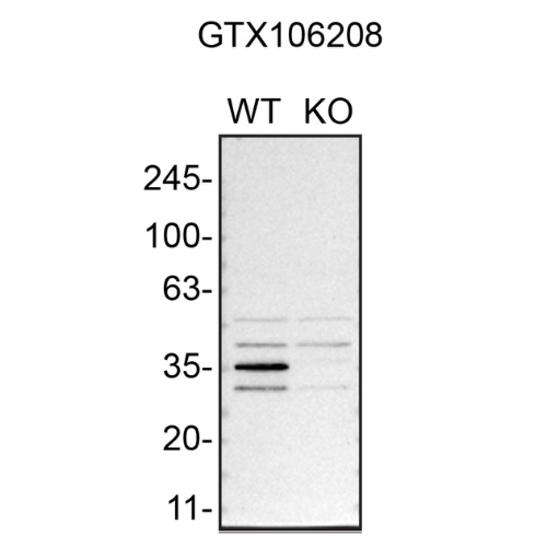 WB Image