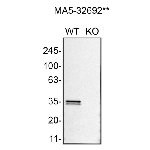 WB Image
