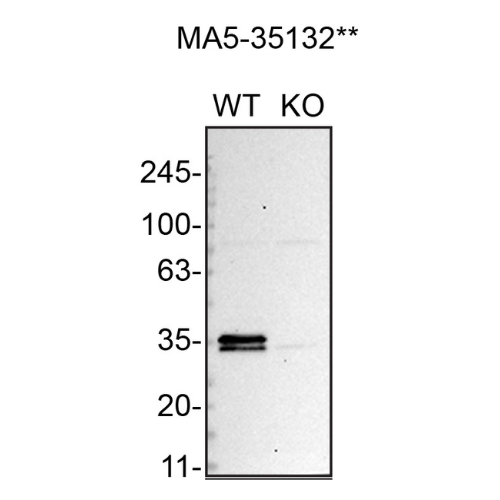 WB Image