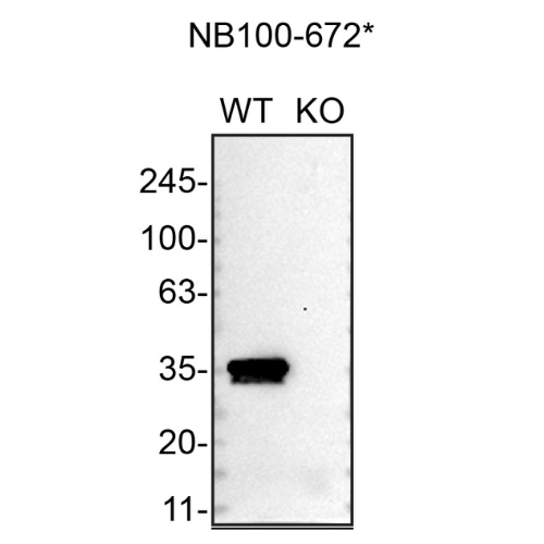 WB Image