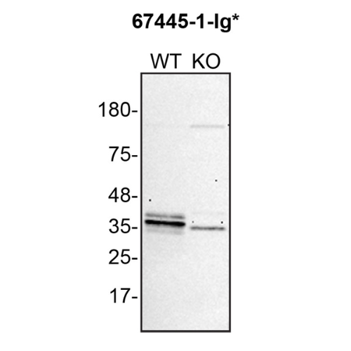 WB Image