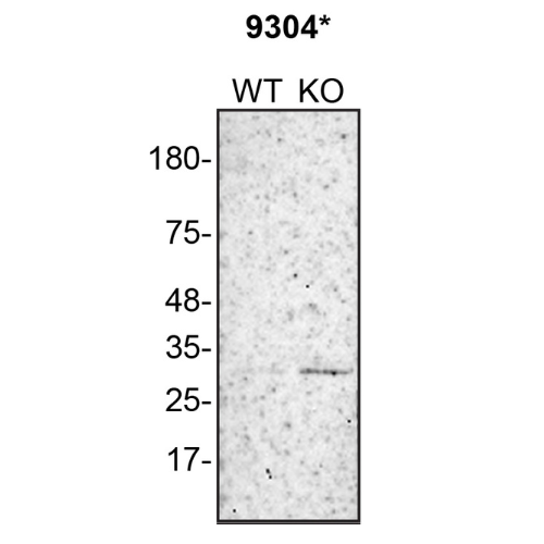 WB Image