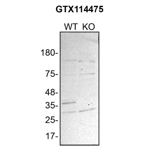 WB Image