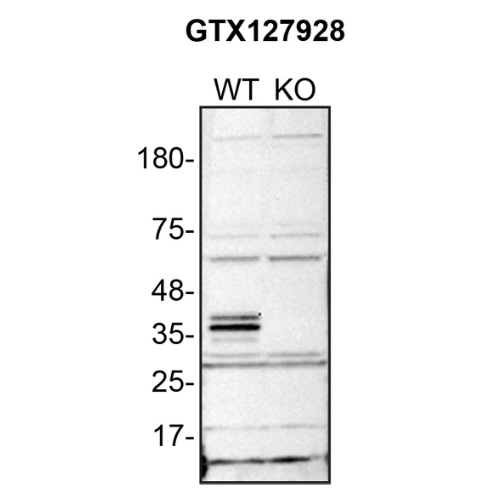 WB Image