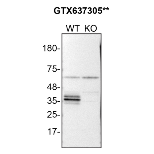 WB Image