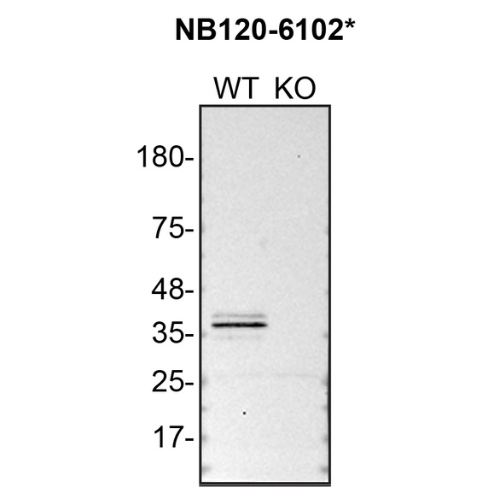 WB Image